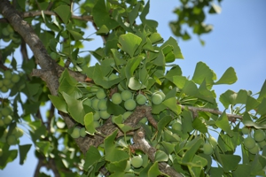 Gingko Female
